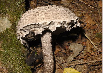 Gemeiner Strubbelkopf  (Strobilomyces strobilaceus) - © Heinz Prelicz